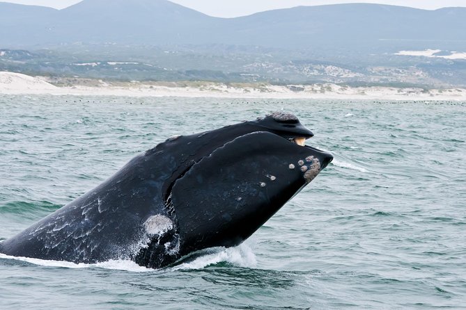 Hermanus Whale Watching & Penguins Shared Tour from Cape Town - Key points at a glance