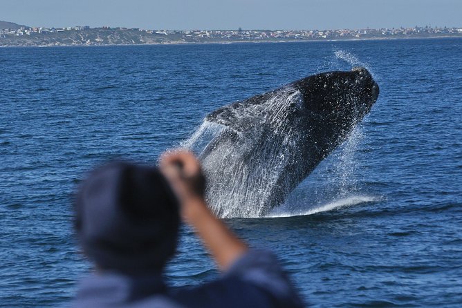 Hermanus Whale Watching & Penguins Shared Tour from Cape Town - What happens at New Harbour