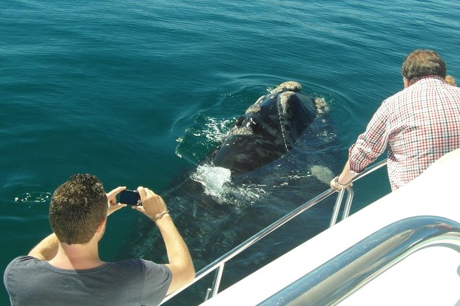 Hermanus Whale Watching & Penguins Shared Tour from Cape Town - Is $144.54 a fair price?