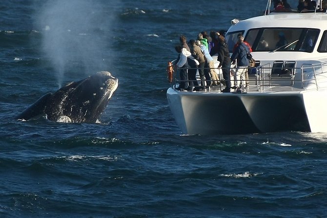 Hermanus Whale Watching Shared Boat Trip and Private Wine Tour from Cape Town - The early drive from Cape Town to Hermanus
