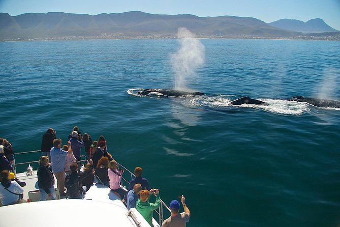 Hermanus Whale Watching Shared Boat Trip and Private Wine Tour from Cape Town - Meeting Southern Right Whales at New Harbour