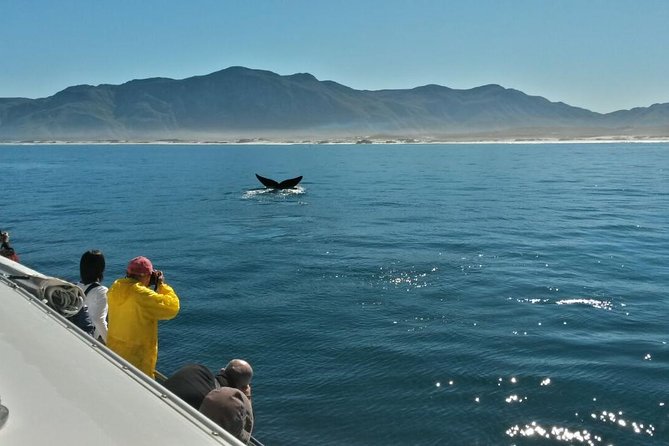 Hermanus Whale Watching Shared Boat Trip and Private Wine Tour from Cape Town - Wine tasting in Hemel-en-Aarde