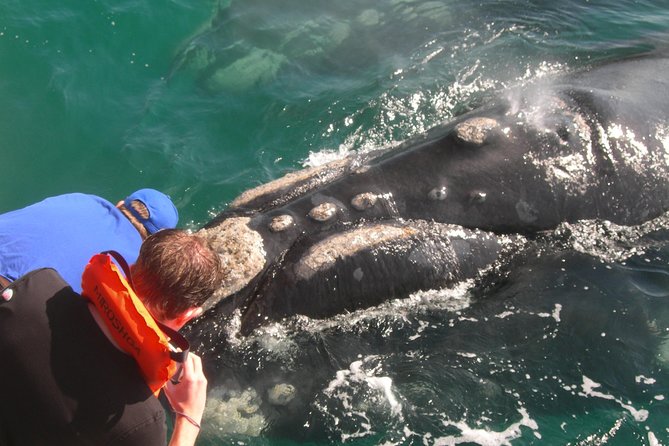 Hermanus Whale Watching Shared Boat Trip and Private Wine Tour from Cape Town - What the price includes, and what it does not