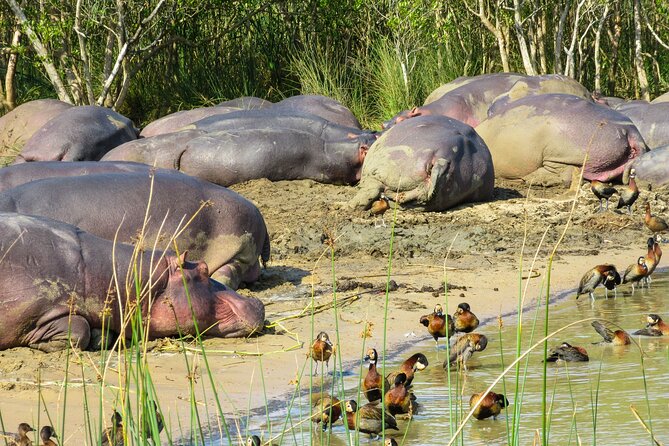 Hippo and Croc Boat Cruise in Saint Lucia with collection - Cruising the St Lucia Estuary for two hours