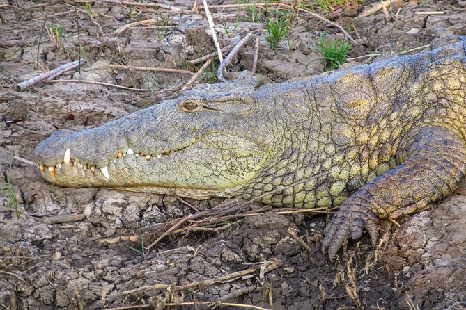 Hippo and Croc Boat Cruise in Saint Lucia with collection - Why hippos make this cruise special