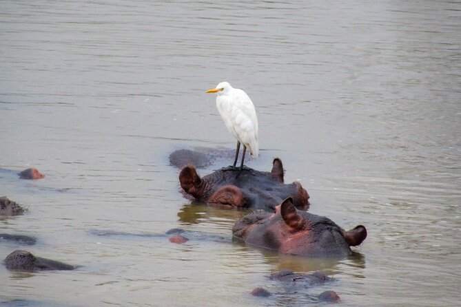 Hippo and Croc Boat Cruise in Saint Lucia with collection - Choosing morning or sunset