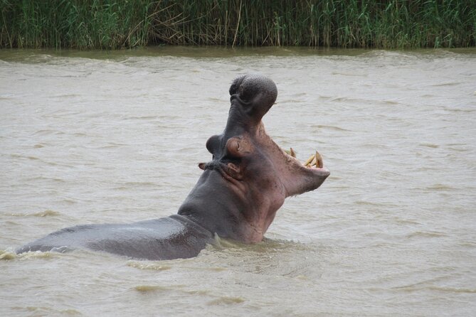 Hippo and Croc Boat Cruise in Saint Lucia with collection - Pickup makes the day easier