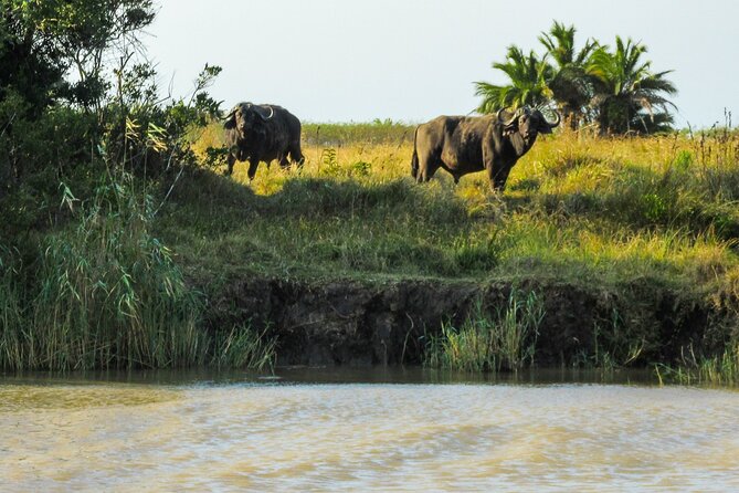 Hippo and Croc Boat Cruise in Saint Lucia with collection - Snacks, drinks, and simple comforts