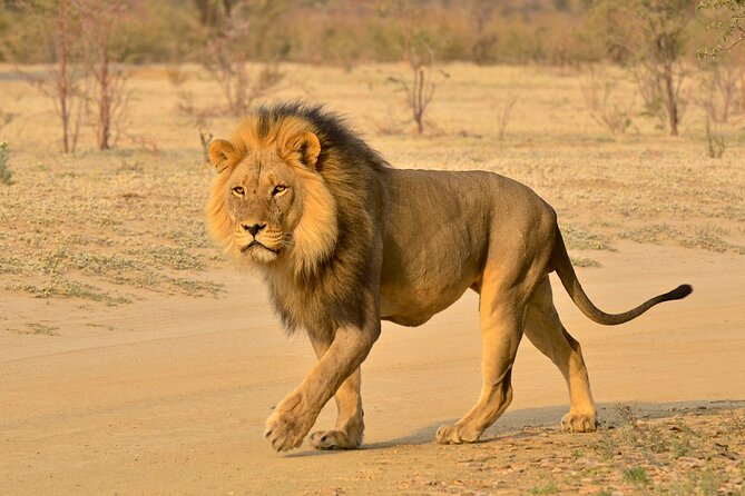 Hluhluwe and Imfolozi Safari Day Tour from Richards Bay - Why Hluhluwe Imfolozi makes a strong Richards Bay day trip