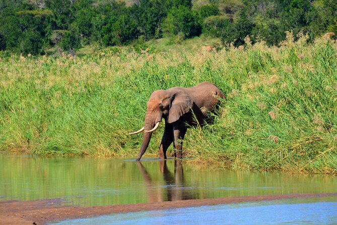 Hluhluwe and Imfolozi Safari Day Tour from Richards Bay - What the guide adds to the experience