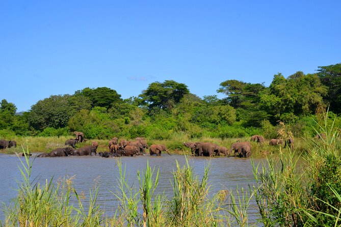 Hluhluwe and Imfolozi Safari Day Tour from Richards Bay - Is $199.36 a fair price?
