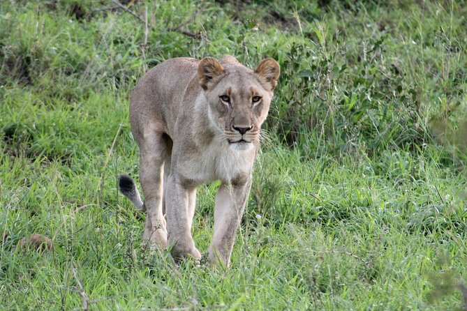 Hluhluwe Game Drive - Half day - Key points to know before you book