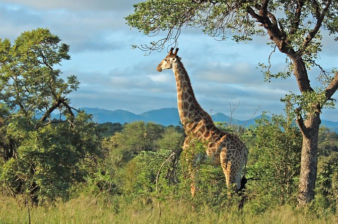 Hluhluwe Game Reserve Safari from Durban - Key points to know before booking