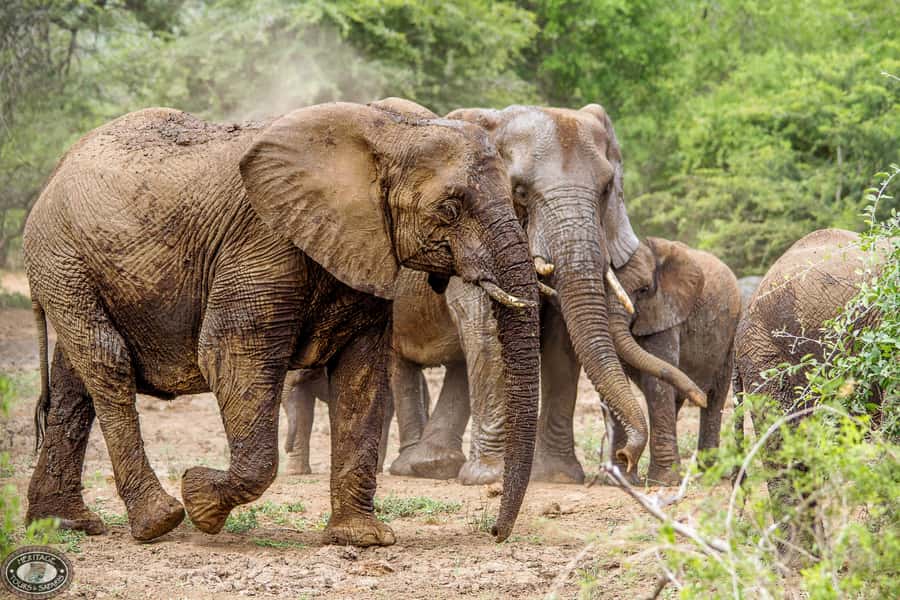 Hluhluwe-Imfolozi: Big 5 Full or Half-Day Safari - Entering through Nyalazi Gate