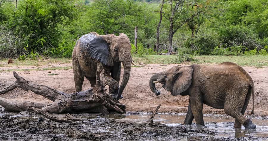 Hluhluwe-Imfolozi: Big 5 Full or Half-Day Safari - Morning wildlife search and the Big 5