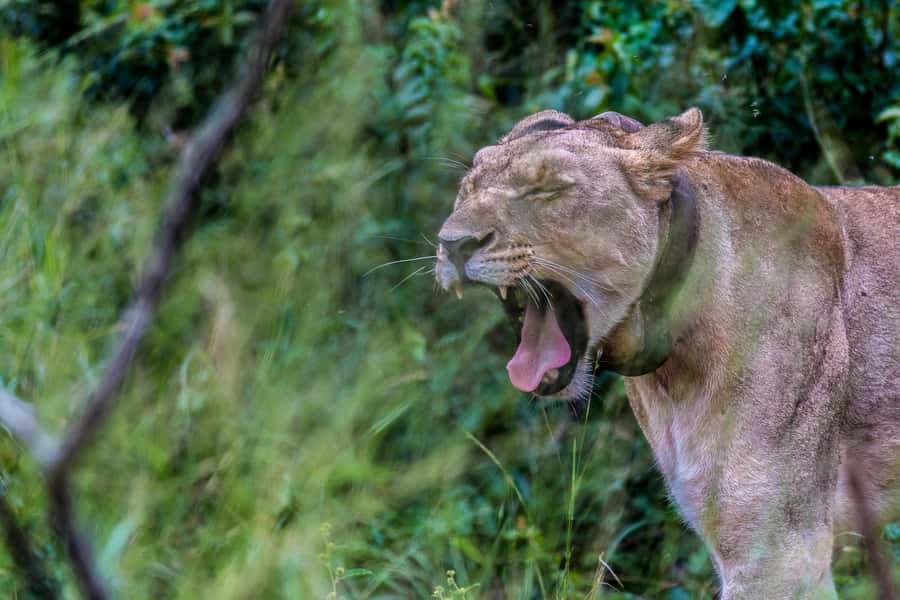 Hluhluwe-Imfolozi: Big 5 Full or Half-Day Safari - The afternoon drive and traditional barbecue