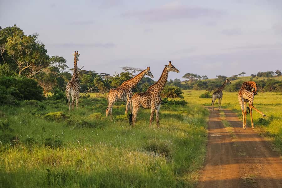 Hluhluwe-Imfolozi: Big 5 Full or Half-Day Safari - Small groups and guide quality