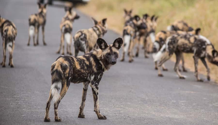 Hluhluwe-Imfolozi: Big 5 Full or Half-Day Safari - Comfort, weather, and what to pack