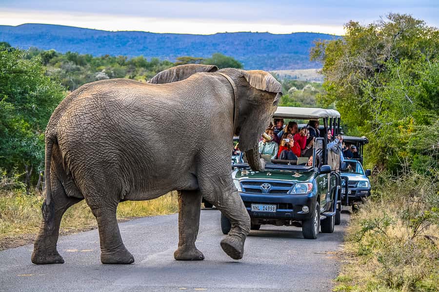 Hluhluwe-Imfolozi: Big 5 Full or Half-Day Safari - The 5:00 AM start from St Lucia