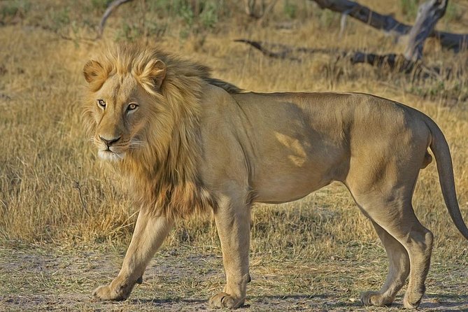 Hluhluwe Imfolozi Big 5 Reserve day Safari from Durban - Key points to know before booking