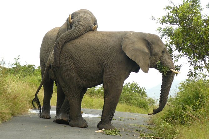 Hluhluwe Imfolozi Big 5 Reserve day Safari from Durban - Why this Durban safari works as a one-day plan