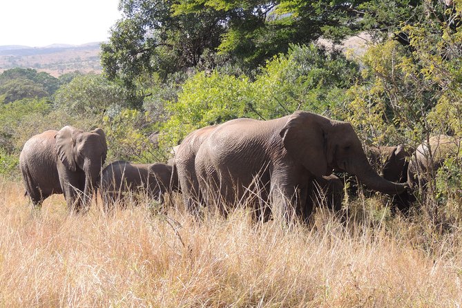 Hluhluwe/iMfolozi Game Reserve Full Day Game Drive - Why this reserve makes a better full-day outing