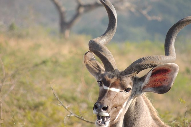 Hluhluwe/iMfolozi Game Reserve Full Day Game Drive - Breakfast at 8:00 AM keeps the morning moving