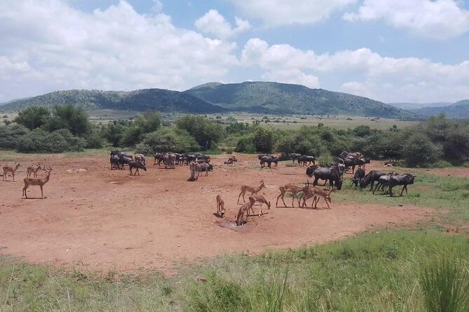 Hluhluwe Imfolozi Park And Isimangaliso Wetlands Park .st Lucia - Why this Durban day trip works