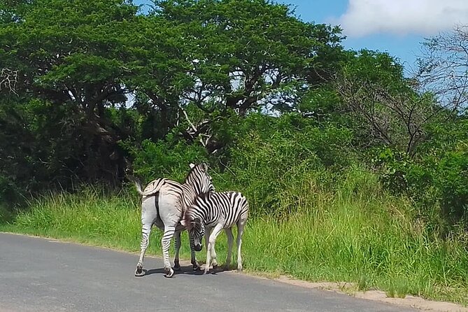 Hluhluwe Imfolozi Park And Isimangaliso Wetlands Park .st Lucia - From game drive to iSimangaliso wetlands