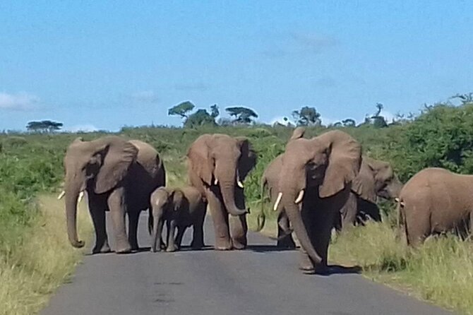 Hluhluwe Imfolozi Park And Isimangaliso Wetlands Park .st Lucia - Four hours among Big 5 country