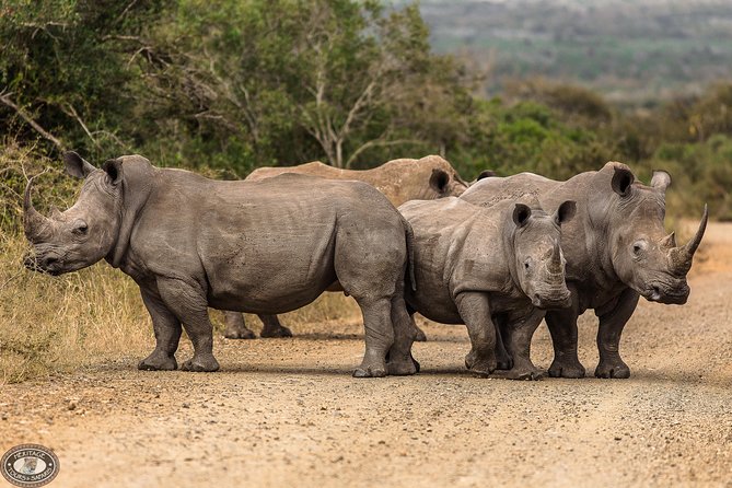 Hluhluwe-Imfolozi Park Full Day Big 5 Safari Tour - Open-air vehicles and the practical side of viewing animals