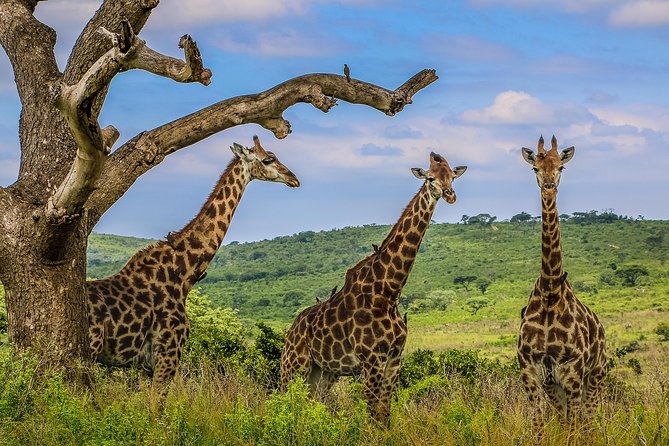 Hluhluwe-Imfolozi Park Full Day Big 5 Safari Tour - How long the day really feels