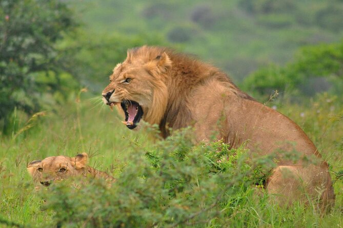 Hluhluwe-Imfolozi Park Full Day Big 5 Safari Tour - The conservation story behind the rhinos