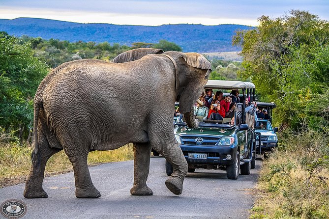 Hluhluwe-Imfolozi Park Full Day Big 5 Safari Tour - What the ranger adds to the wildlife search