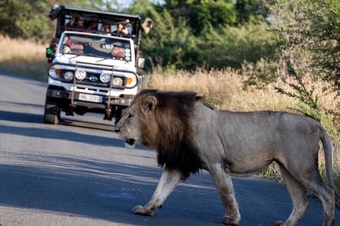 Hluhluwe-Imfolozi Park Half-day Big Five Safari Adventure - Big Five sightings, with realistic expectations