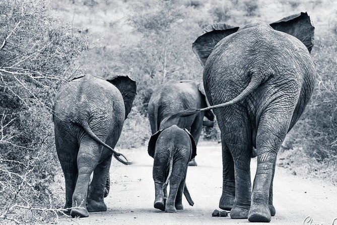 Hluhluwe-Imfolozi Park Half-day Big Five Safari Adventure - The bush breakfast pause