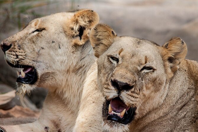 Hluhluwe-Imfolozi Park Half-day Big Five Safari Adventure - The guides make the difference