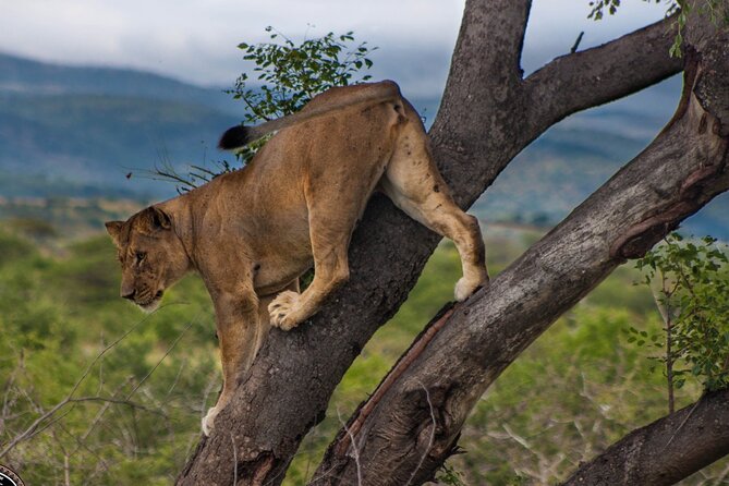 Hluhluwe-Imfolozi Park Half-day Big Five Safari Adventure - How the price compares with the experience