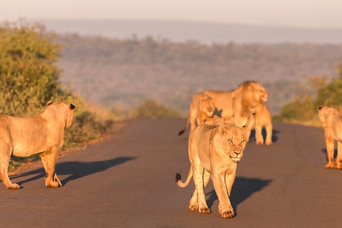 Hluhluwe-Imfolozi Park Half-day Big Five Safari Adventure - Who should book this safari