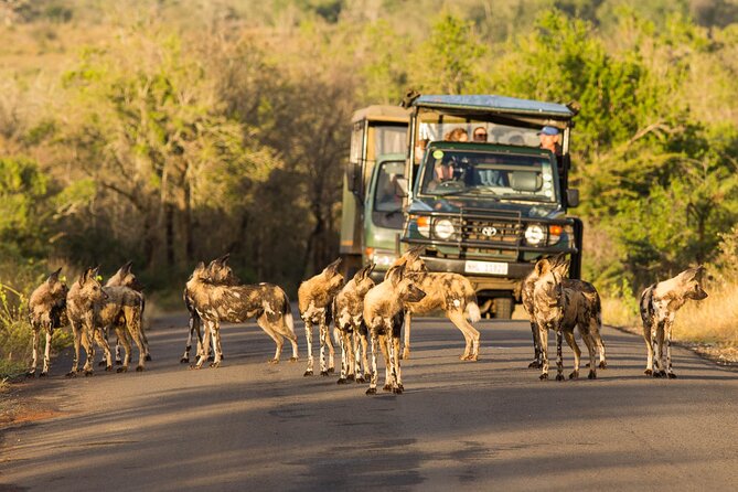 Hluhluwe-Imfolozi Park Half-day Big Five Safari Adventure - The 5:00 a.m. start and ride from St Lucia