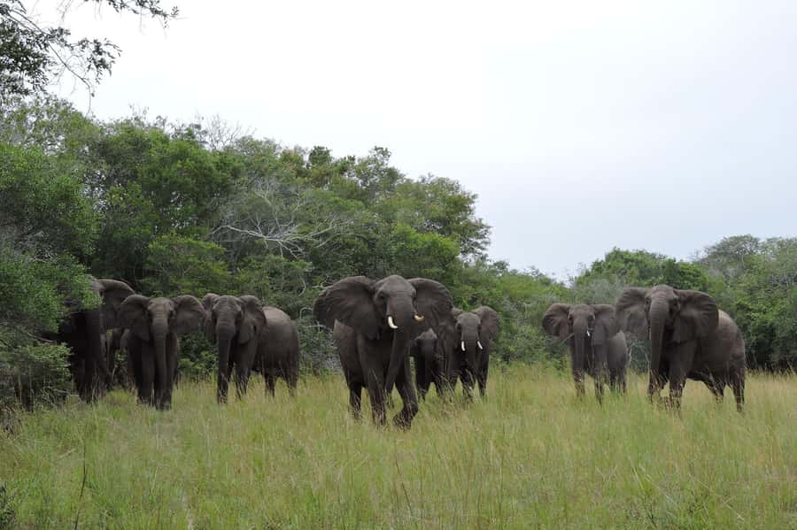 Hluhluwe-iMfolozi Park - Open Safari Vehicle Game Drives - Memorial Gate or Nyalazi Gate?