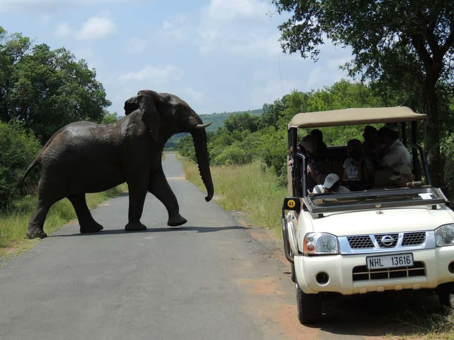 Hluhluwe-iMfolozi Park - Open Safari Vehicle Game Drives - Riding With a Guide From the Area