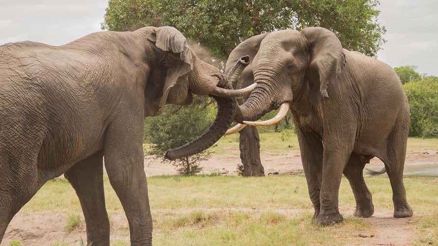 Hluhluwe-iMfolozi Park - Open Safari Vehicle Game Drives - The White Rhino Story at iMfolozi