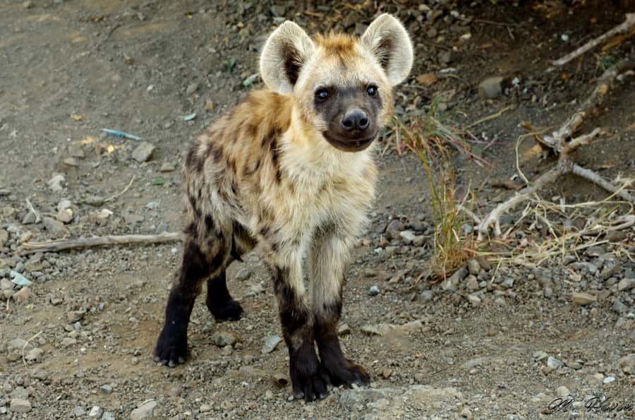 Hluhluwe-iMfolozi Park - Open Safari Vehicle Game Drives - What You Might See Beyond the Big Five