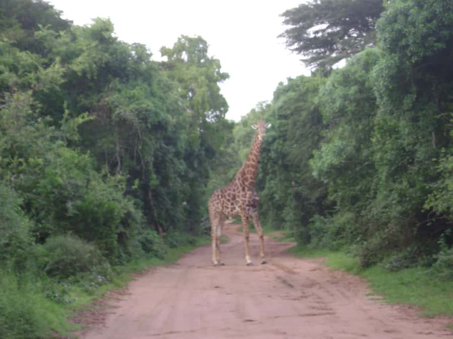 Hluhluwe-iMfolozi Park - Open Safari Vehicle Game Drives - Picnic Sites, Viewpoints, and Park Stops