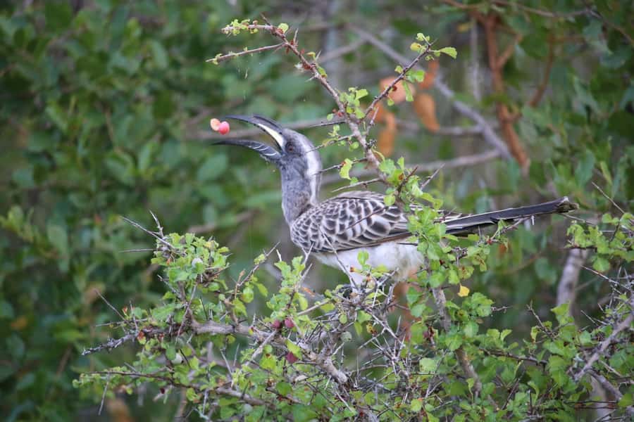 Hluhluwe-iMfolozi Park - Open Safari Vehicle Game Drives - What the $191 Price Buys You