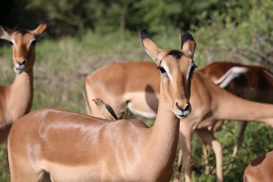 Hluhluwe-iMfolozi Park - Open Safari Vehicle Game Drives - Practical Preparation for an Open Vehicle