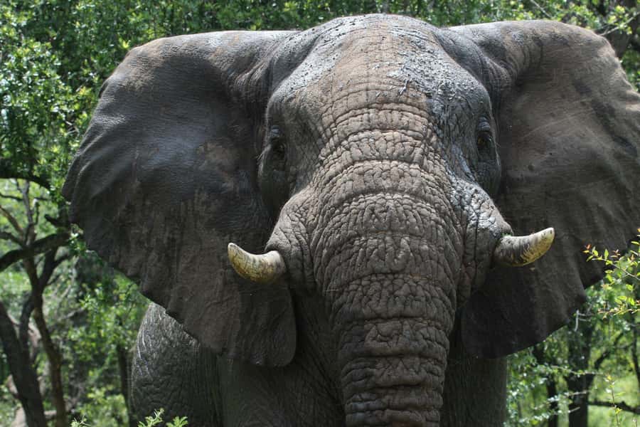 Hluhluwe-iMfolozi Park - Open Safari Vehicle Game Drives - Choosing Three, Six, or Nine Hours