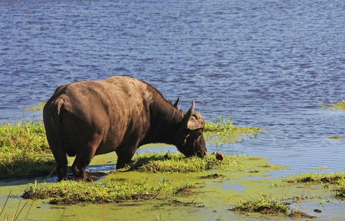 Hluhluwe Imfolozi Safari & St Lucia Boat Safari Day Tour from Durban - Key things to know before booking
