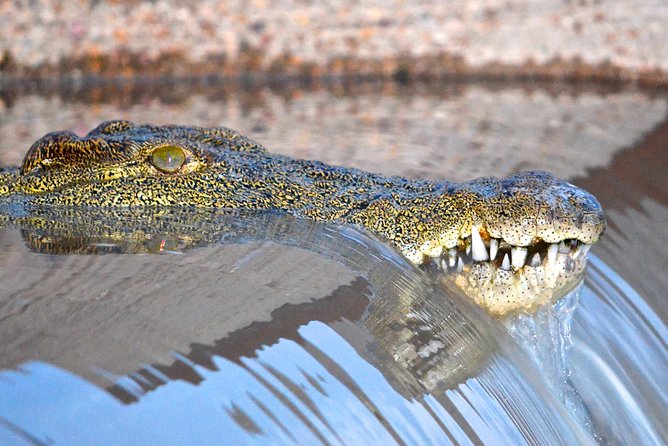 Hluhluwe Imfolozi Safari & St Lucia Boat Safari Day Tour from Durban - Why this tour works as a Durban wildlife day